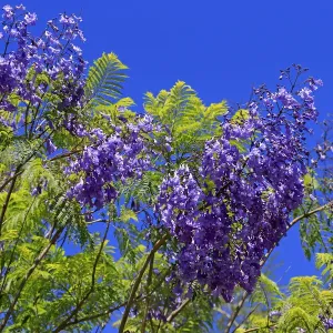 Jacaranda mimosifolia Print - Blue Blooms in Western Cape Jacaranda mimosifolia Print - Blue Blooms in Western Cape