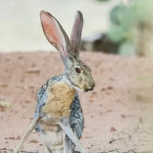 Jack rabbit