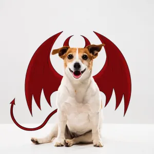 Jack Russell Devil Dog