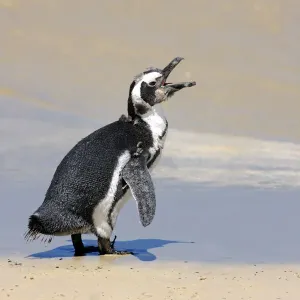Jackass Penguin, Black-footed Penguin or African Penguin -Spheniscus demersus-, juvenile, calling on the beach, Boulder, Simons Town, Western Cape, South Africa