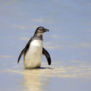 African Penguin Print on Beach African Penguin Print on Beach