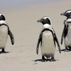 Jackass Penguin, Black-footed Penguin or African Penguin -Spheniscus demersus-, small group with young on the beach, Boulder, Simons Town, Western Cape, South Africa