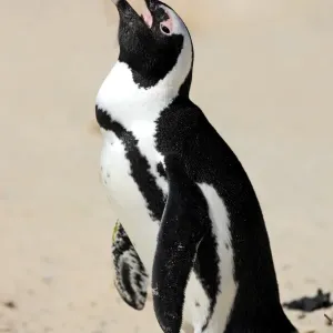 Jackass Penguin, Black-footed Penguin or African Penguin -Spheniscus demersus-, adult, on the beach, Boulder, Simons Town, Western Cape, South Africa