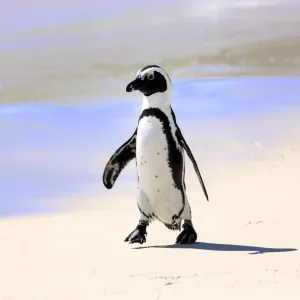 Jackass Penguin, Black-footed Penguin or African Penguin -Spheniscus demersus-, adult, on the beach, Boulder, Simons Town, Western Cape, South Africa