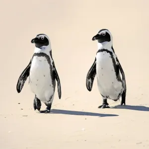 Jackass Penguin, Black-footed Penguin or African Penguin -Spheniscus demersus-, pair on the beach, Boulder, Simons Town, Western Cape, South Africa