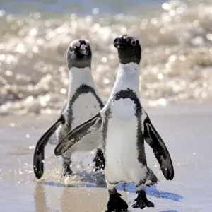 Jackass Penguin, Black-footed Penguin or African Penguin -Spheniscus demersus-, pair on the beach, Boulder, Simons Town, Western Cape, South Africa
