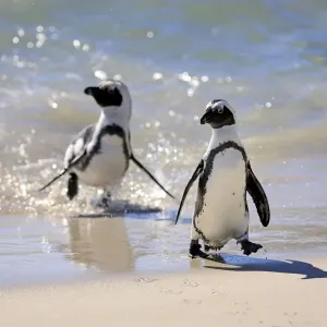 Jackass Penguin, Black-footed Penguin or African Penguin -Spheniscus demersus-, pair on the beach, Boulder, Simons Town, Western Cape, South Africa