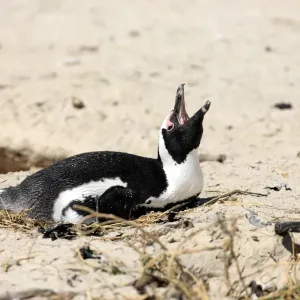 Jackass Penguin, Black-footed Penguin or African Penguin -Spheniscus demersus-, incubating eggs, Boulder, Simons Town, Western Cape, South Africa