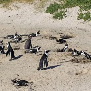 Jackass Penguin, Black-footed Penguin or African Penguin -Spheniscus demersus-, breeding colony on the beach, Boulder, Simons Town, Western Cape, South Africa