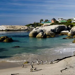 Jackass Penguins -Spheniscus demersus-, Boulders Beach, Simons Town, Western Cape, South Africa, Africa