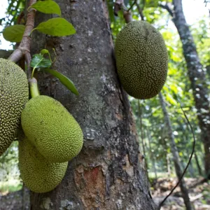 Jackfruit or Jack Tree -Artocarpus heterophyllus-, fruit growing on the tree, Peermade, Kerala, India