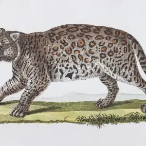 Jaguar (Felis onza. Linn. ), hand-coloured copperplate engraving by Friedrich Justin Jaguar (Felis onza. Linn. ), hand-coloured copperplate engraving by Friedrich Justin