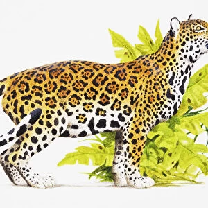 Jaguar (Panthera onca) standing near green foliage