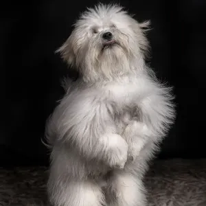jairo. coton de tulear 2 jairo. coton de tulear 2