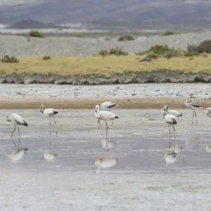 Jamess flamingo -Phoenicoparrus jamesi-, Putre, Arica y Parinacota Region, Chile Jamess flamingo -Phoenicoparrus jamesi-, Putre, Arica y Parinacota Region, Chile