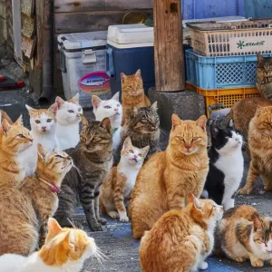 Aoshima Island Cat Print Aoshima Island Cat Print