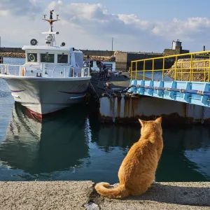 Japan, Cat island, Aoshima island