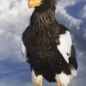 Rausu, Hokkaido Print - Steller Sea Eagle Rausu, Hokkaido Print - Steller Sea Eagle