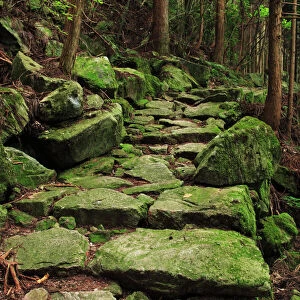 Japan, Mie Prefecture, Kumano Kodo, Stone steps in forest