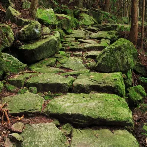 Japan, Mie Prefecture, Kumano Kodo, Stone steps in forest