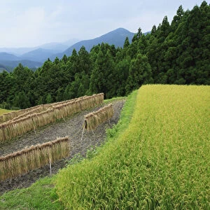 Japan, Mie Prefecture, Kumano Kodo, Harvesting rice hanging in paddy field, high angle view