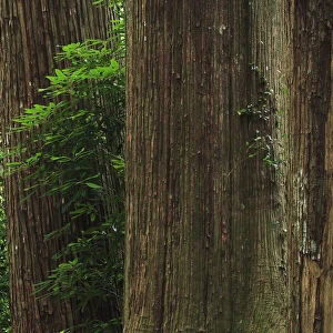 Japan, Wakayama, Kumano Kodo, Large cedar tree trunks in forest, close-up