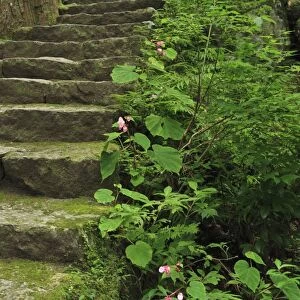 Japan, Wakayama, Kumano Kodo, Plants growing beside stone steps