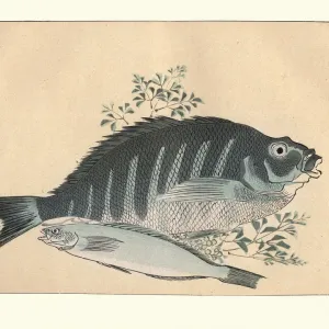 Vintage Japanese Print of Fish Study by Utagawa Hiroshige Vintage Japanese Print of Fish Study by Utagawa Hiroshige