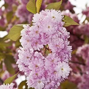 Japanese Cherry or Oriental Cherry -Prunus serrulata-, flowering