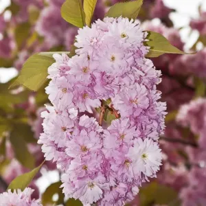Japanese Cherry or Oriental Cherry -Prunus serrulata-, flowering Japanese Cherry or Oriental Cherry -Prunus serrulata-, flowering