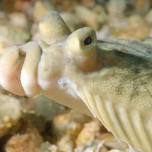 Japanese flounder -Pleuronectes japonicus-, Sea of Japan, Far East, Primorsky Krai, Russian Federation, Sea of Japan, Russia Japanese flounder -Pleuronectes japonicus-, Sea of Japan, Far East, Primorsky Krai, Russian Federation, Sea of Japan, Russia