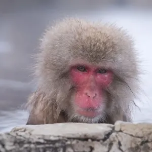Mono japonés bañándose en una fuente de aguas termales.