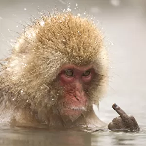 Japanese macaque giving the finger