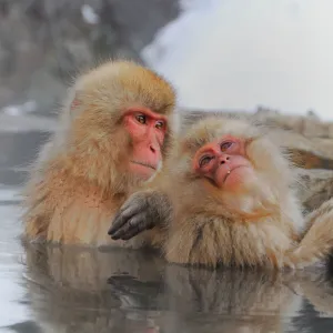 Japanese Macaque in Jigokudani Snow Monkey Park