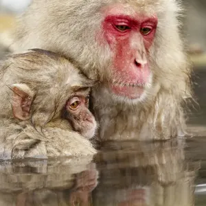 Macaque japonés (Macaca fuscata)