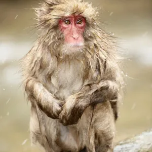 Japanese Macaque (Macaca fuscata), Jigokudani