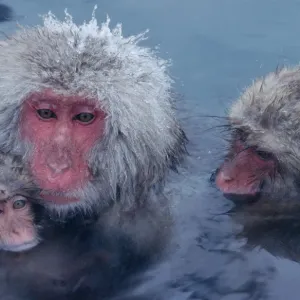 Tres monos japoneses de Macaca fuscata en una fuente termal.