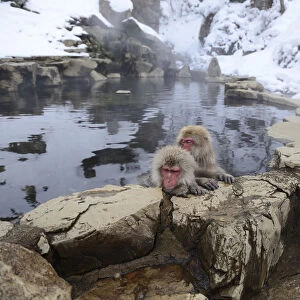 Japanese Macaques or Snow Monkeys -Macaca fuscata-, taking a bath in a hot spring, Affenpark Jigokudani, Nagano Prafektur, Japan