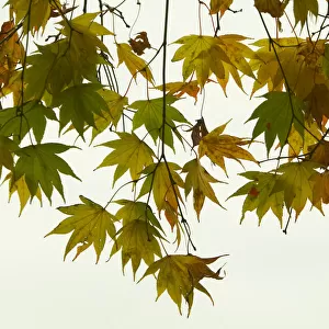 Japanese maple leaves, Japan, view from below