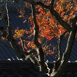 Japanese maple and tile roof of temple, Kyoto, Honshu, Japan