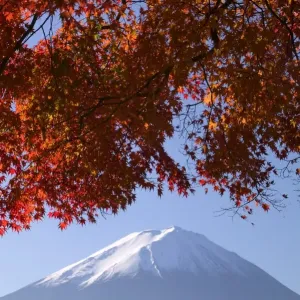 Japanese maples and Mount Fuji, Fuji-Hakone-Izu National Park, Honshu, Japan Japanese maples and Mount Fuji, Fuji-Hakone-Izu National Park, Honshu, Japan