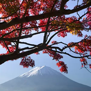Japanese maples and Mount Fuji landscape, Fuji-Hakone-Izu National Park, Honshu, Japan