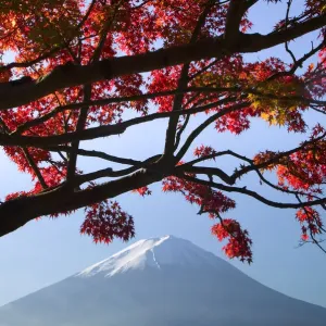 Japanese maples and Mount Fuji landscape, Fuji-Hakone-Izu National Park, Honshu, Japan Japanese maples and Mount Fuji landscape, Fuji-Hakone-Izu National Park, Honshu, Japan