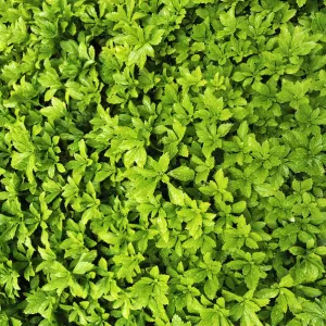 Japanese Pachysandra or Japanese Spurge -Pachysandra terminalis- with raindrops, evergreen ground cover, Bad Reichenhall, Berchtesgadener Land District, Upper Bavaria, Bavaria, Germany