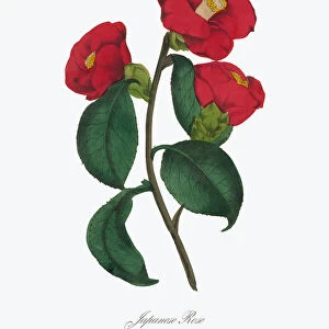 Japanese Rose Victorian Botanical Illustration