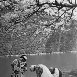Japanese Scene Japanese Scene