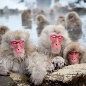 Monos de la Nieve Japonesa