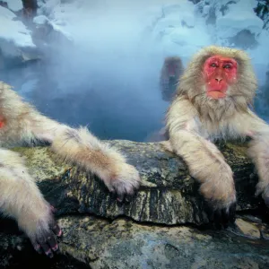 Japanese snow monkeys at hot pool