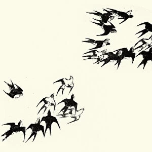 Japanesse Art, Flock of swallows