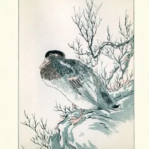 Japanesse Art, Study of a Duck Japanesse Art, Study of a Duck